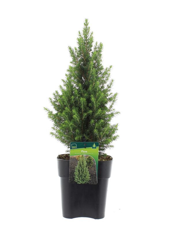 Ель канадская Перфекта